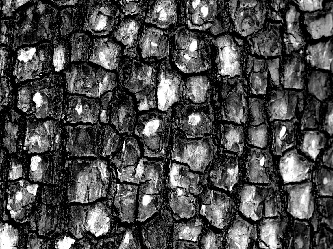 Кора дерева обои