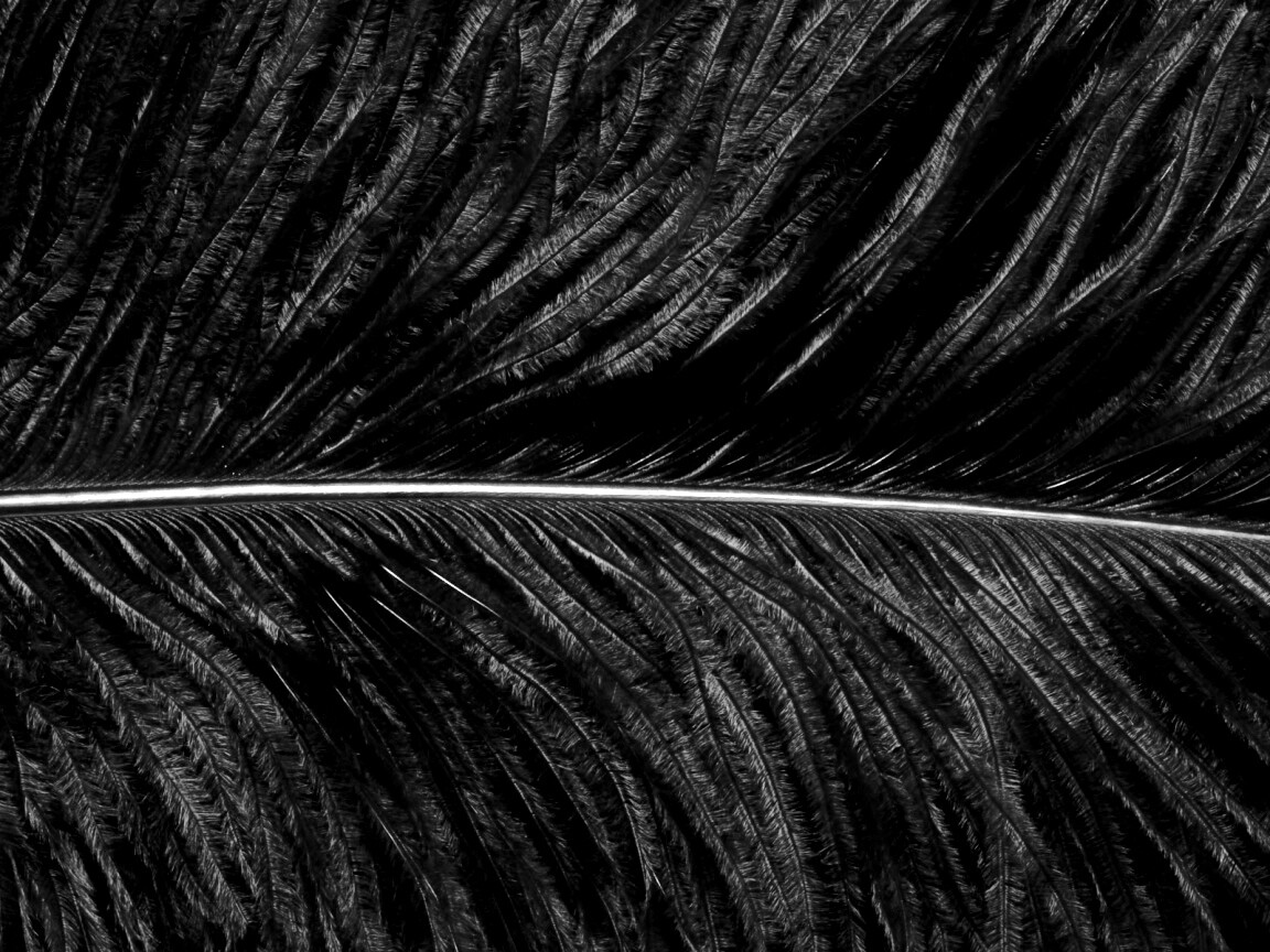 Перо попугая обои