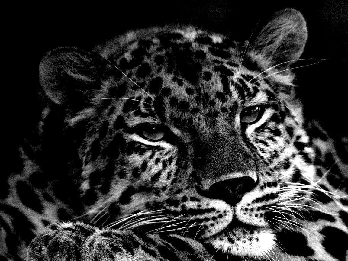 Злопасный ягуляр обои