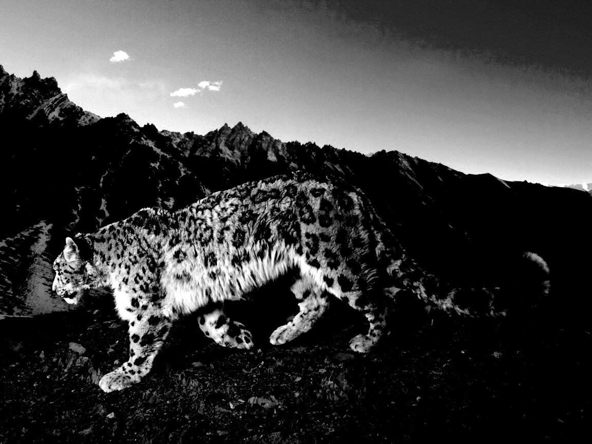 Леопард обои