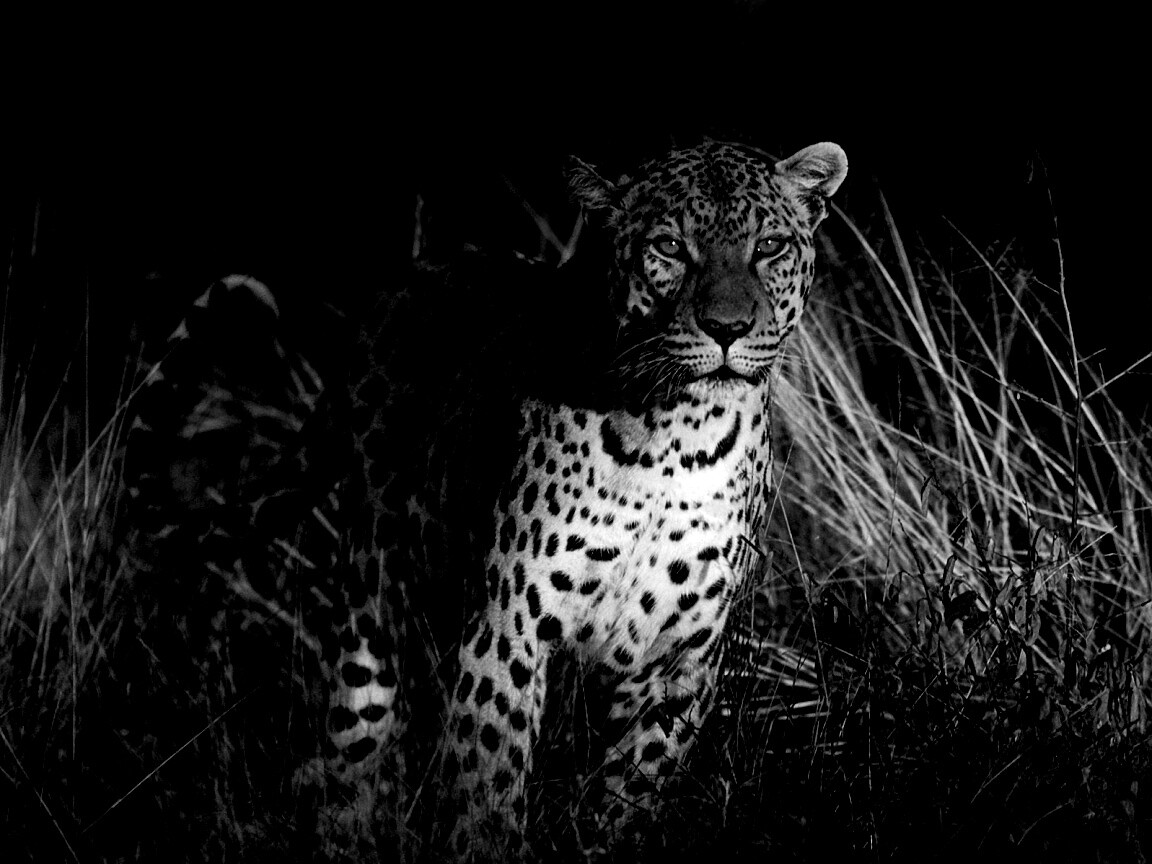 Леопард на охоте обои