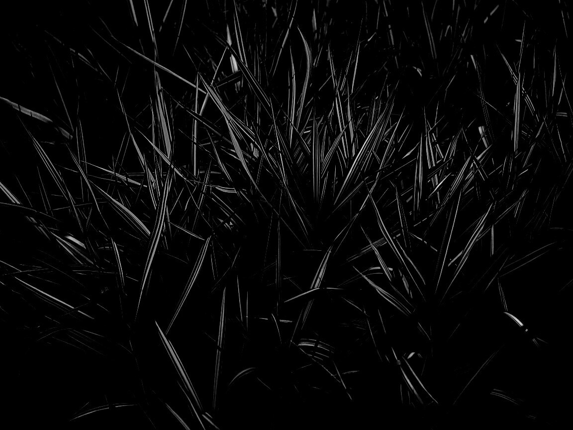 Дикая трава обои