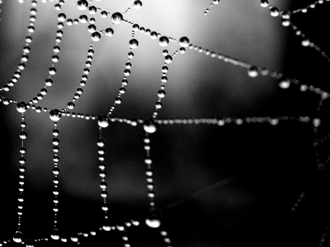 Капли на паутине обои