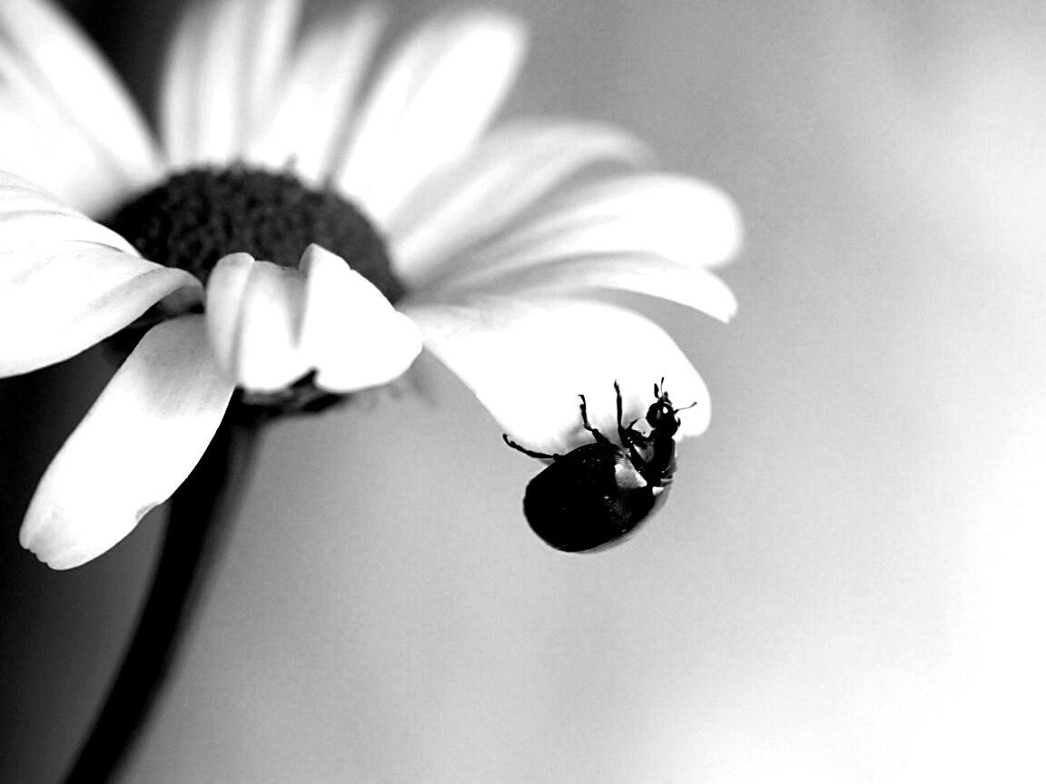 В гости к ромашке обои