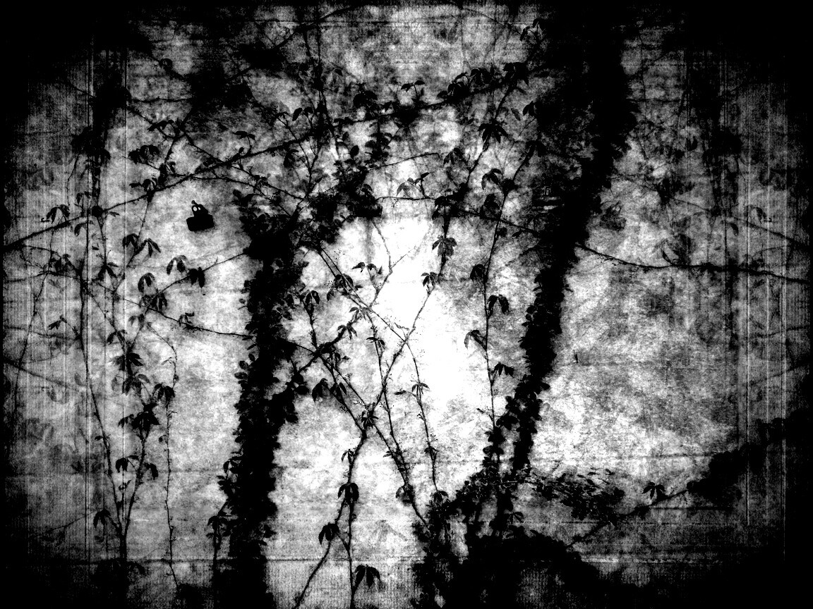 Растение на стене обои