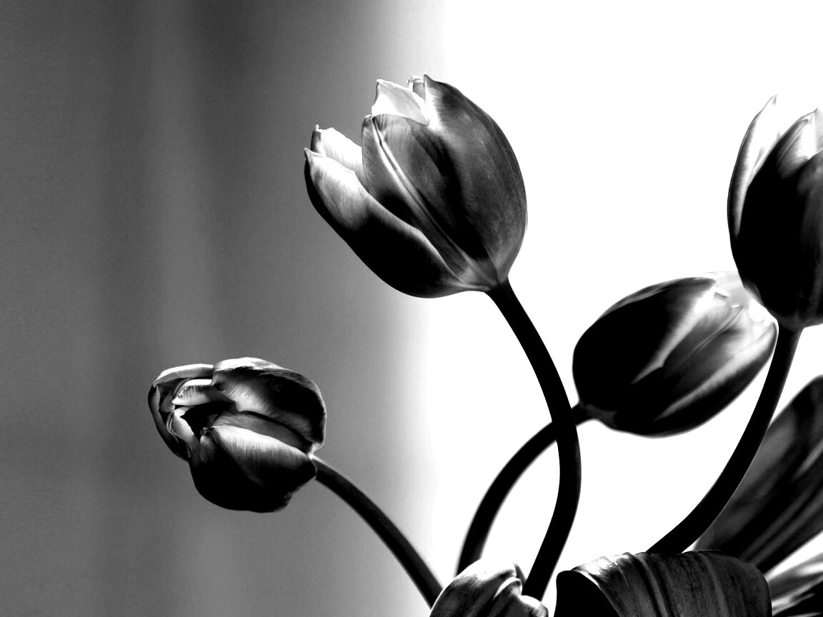 Сиреневые цветы обои