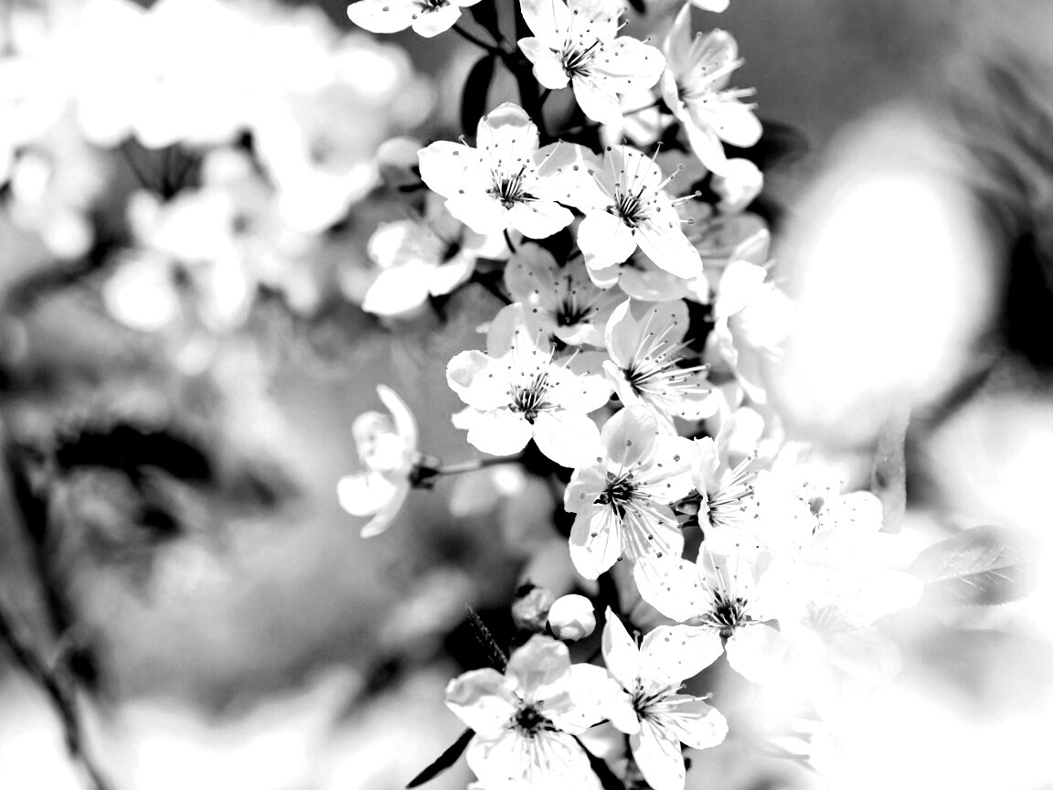 Цветение вишни обои