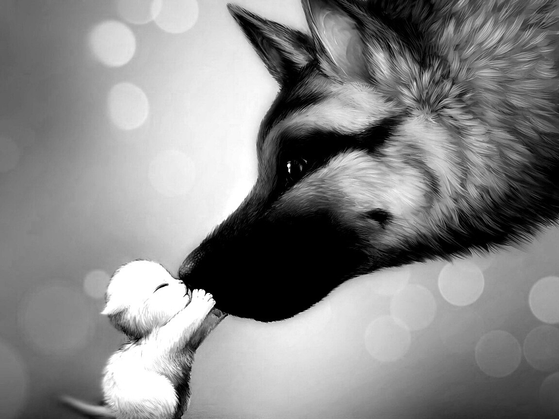 Овчарка и котенок обои