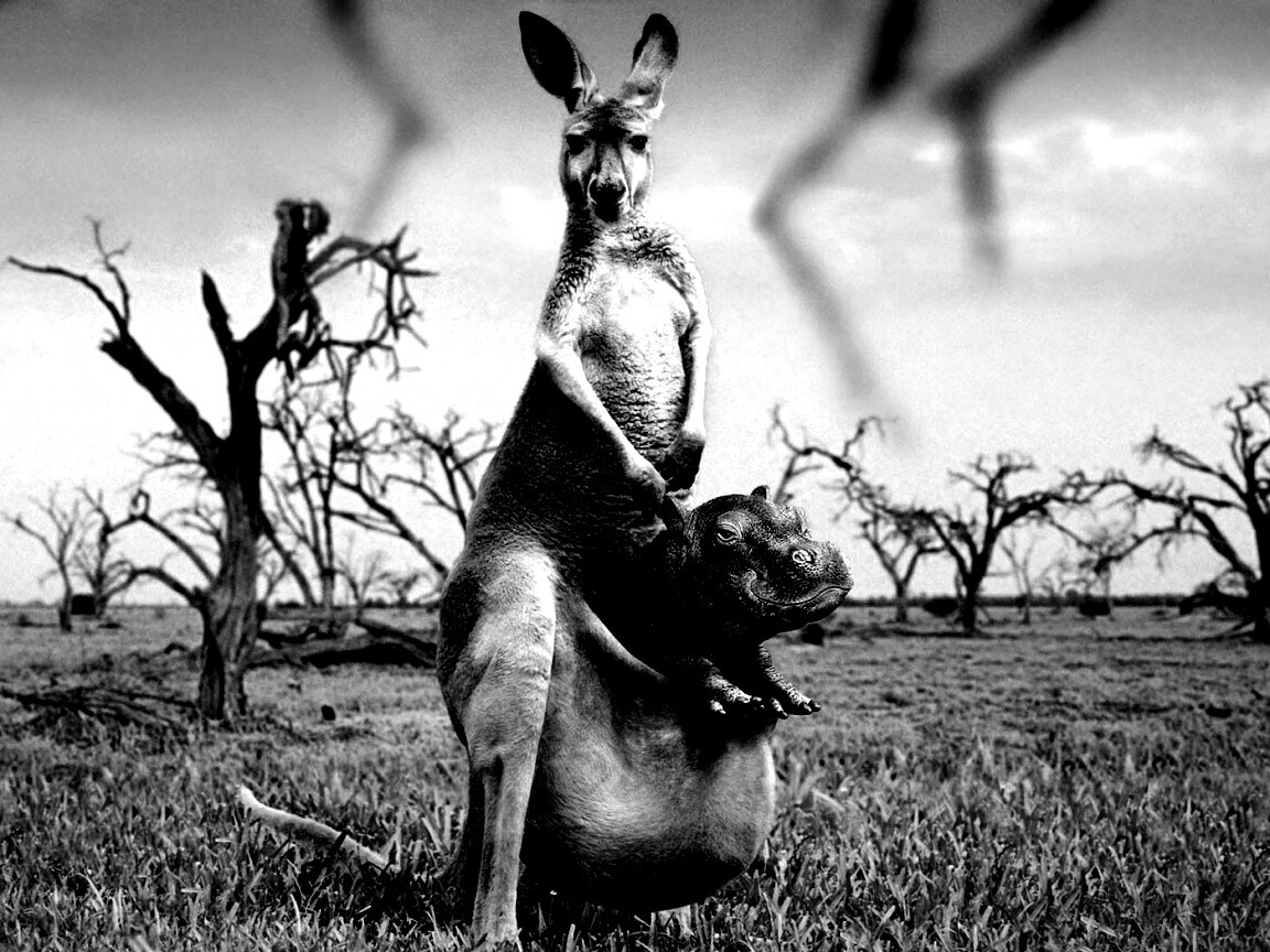 Кенгуру с бегемотом в сумке обои