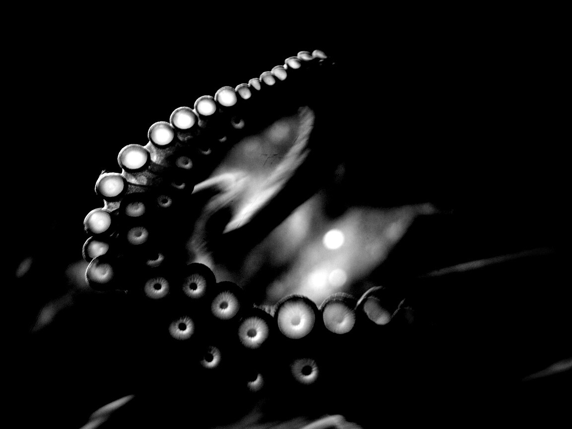 Щупальце обои