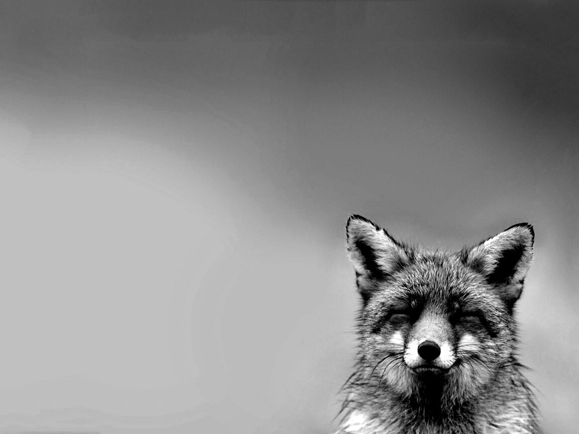 ^_^ Fox обои