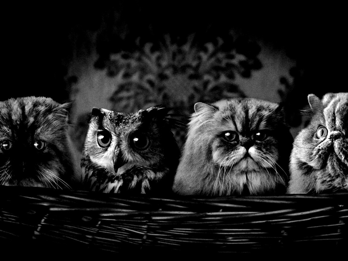 Чужой среди своих обои