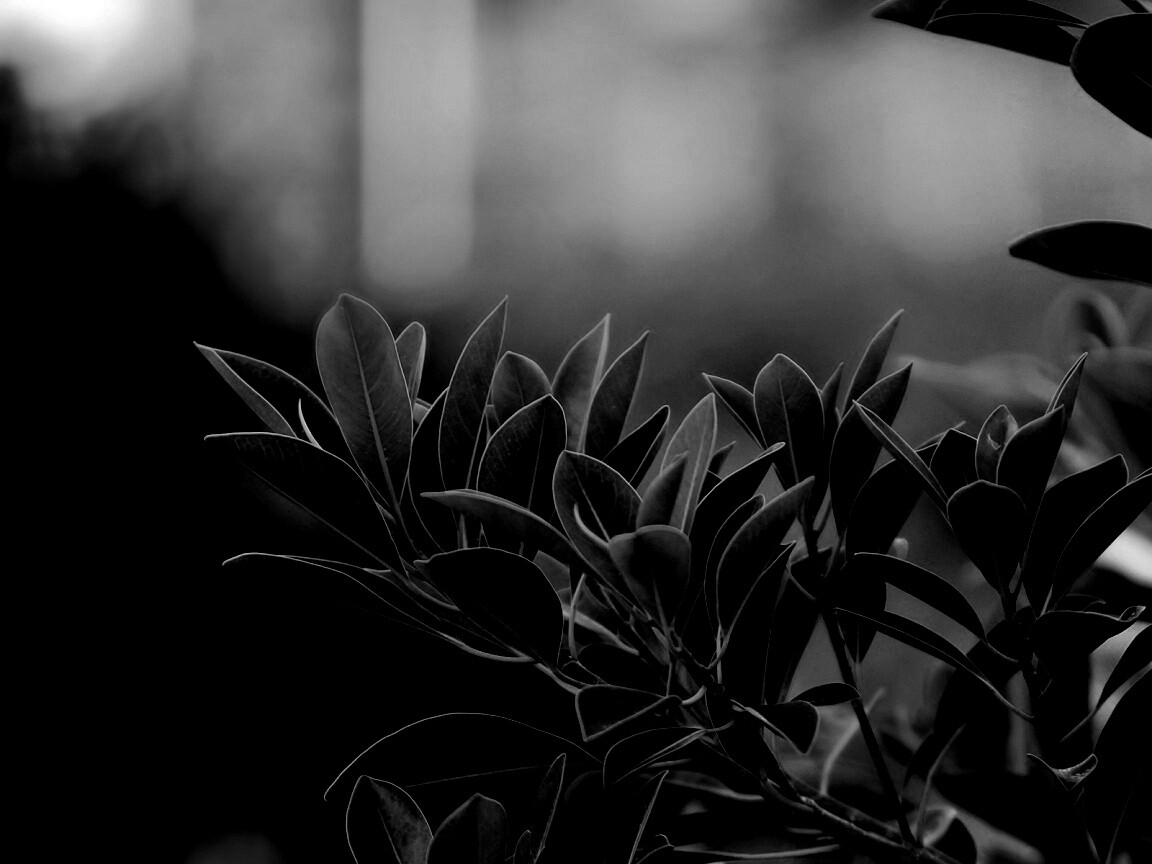 Листья обои