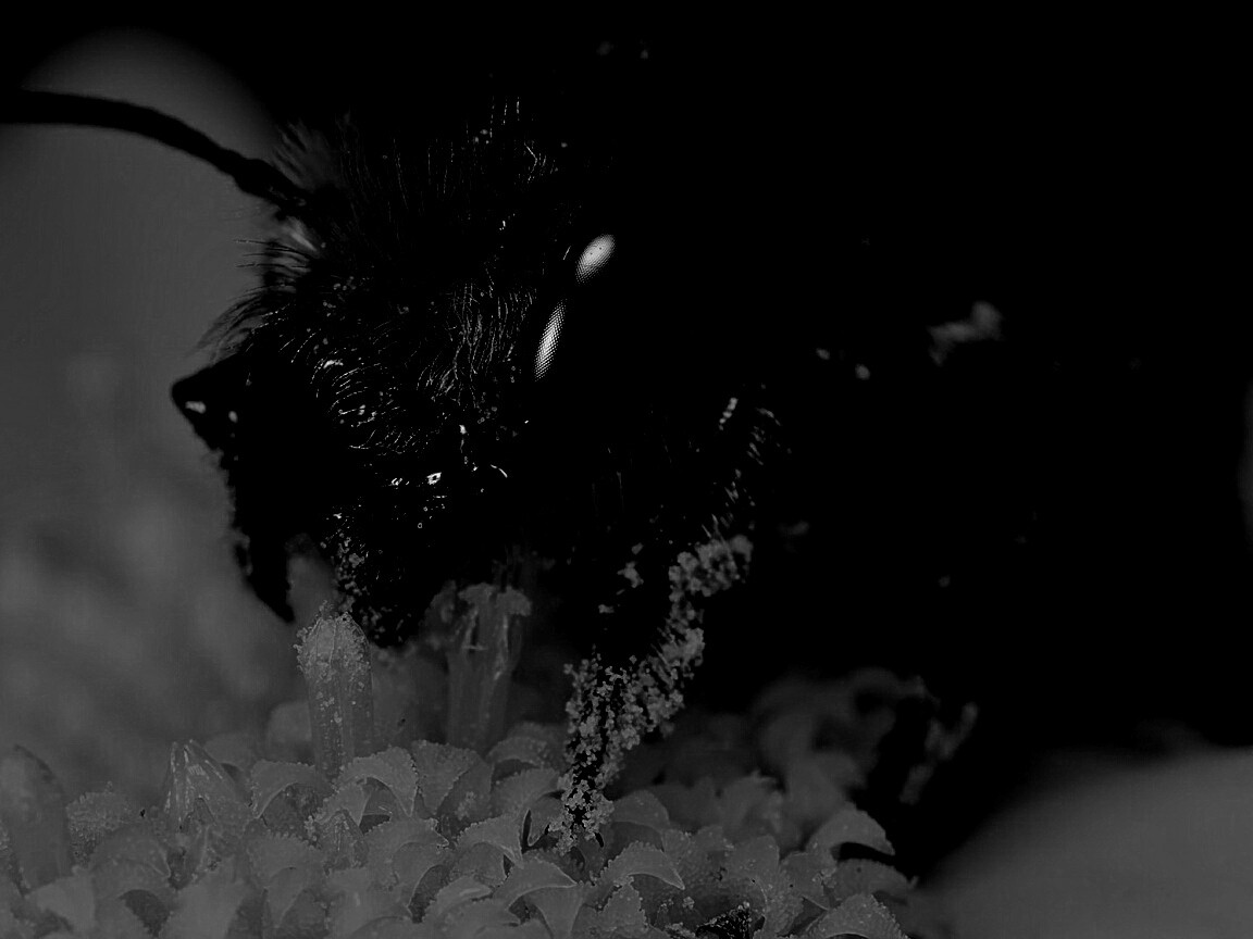 Пчела крупным планом обои