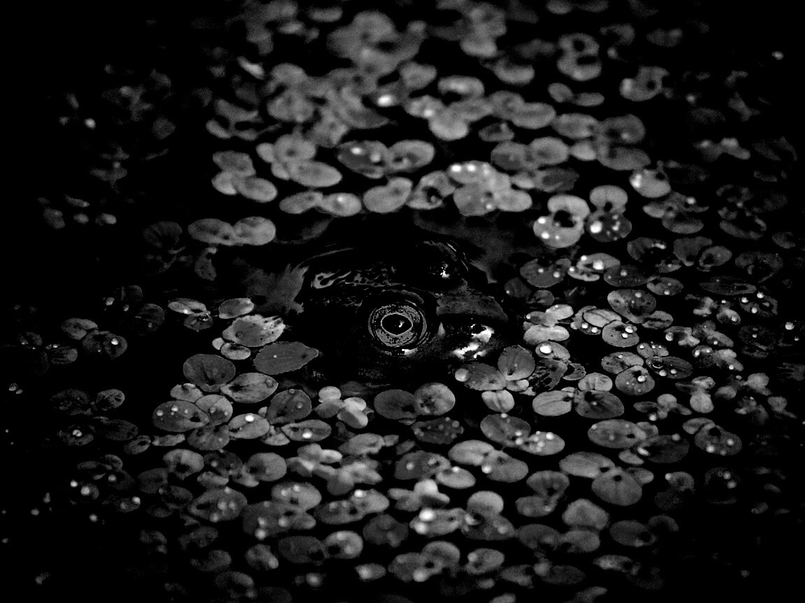 Маленькая лягушка обои