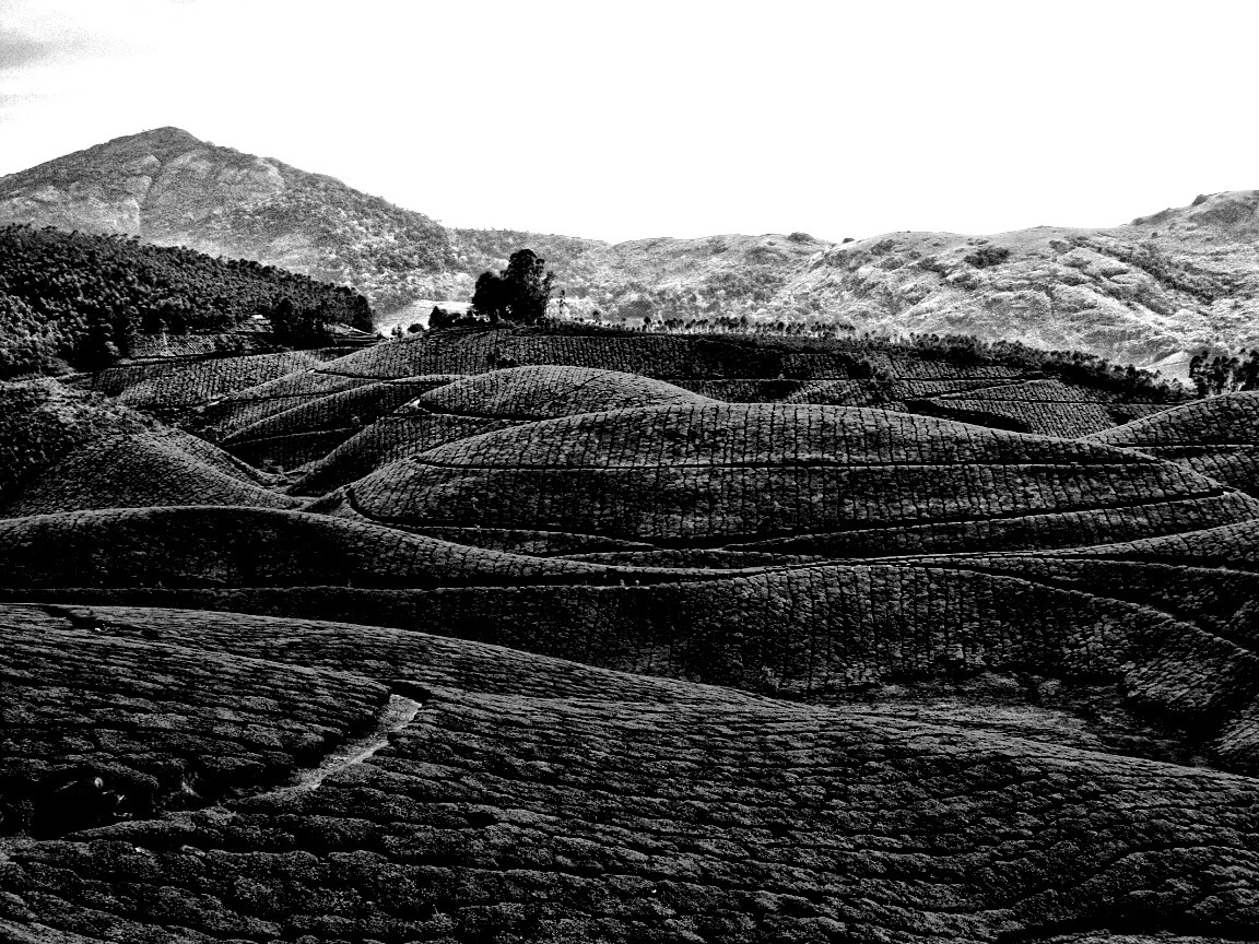 Плантации в Индии обои