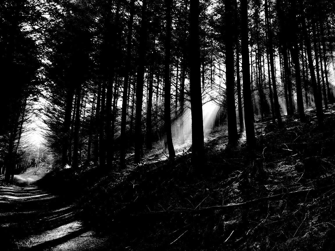 Лесная дорога обои