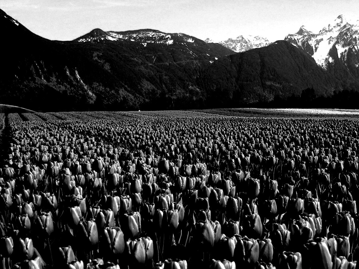 Поле тюльпанов обои