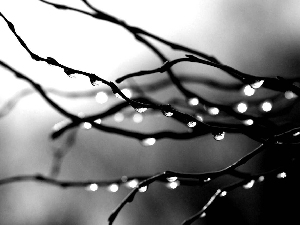Капли на ветке обои