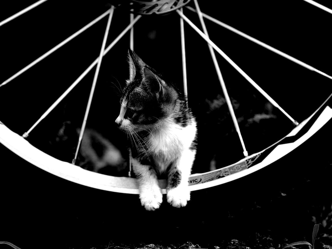 Маленький котенок обои