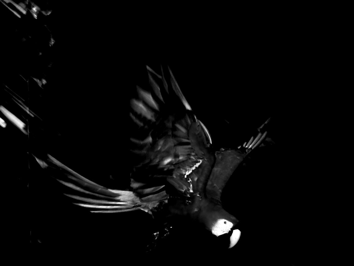 Рисованный ара обои