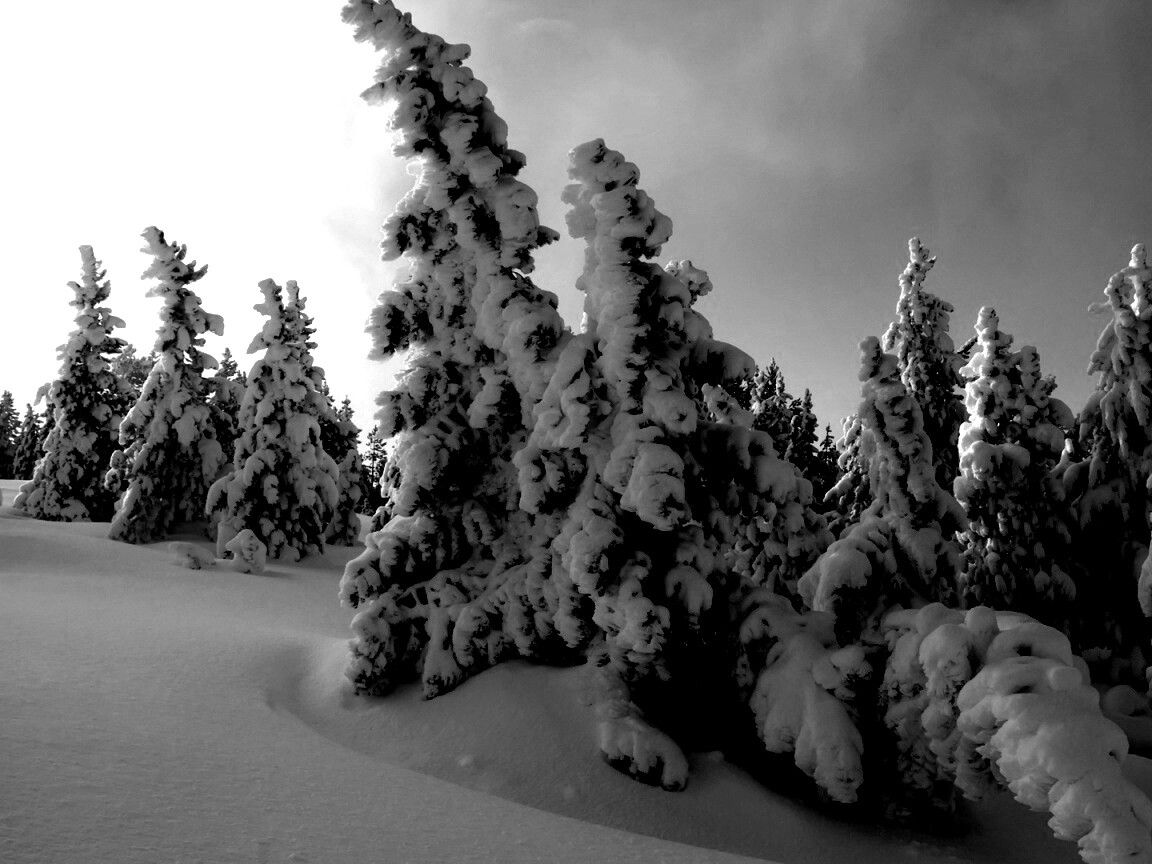 Ели в снегу обои