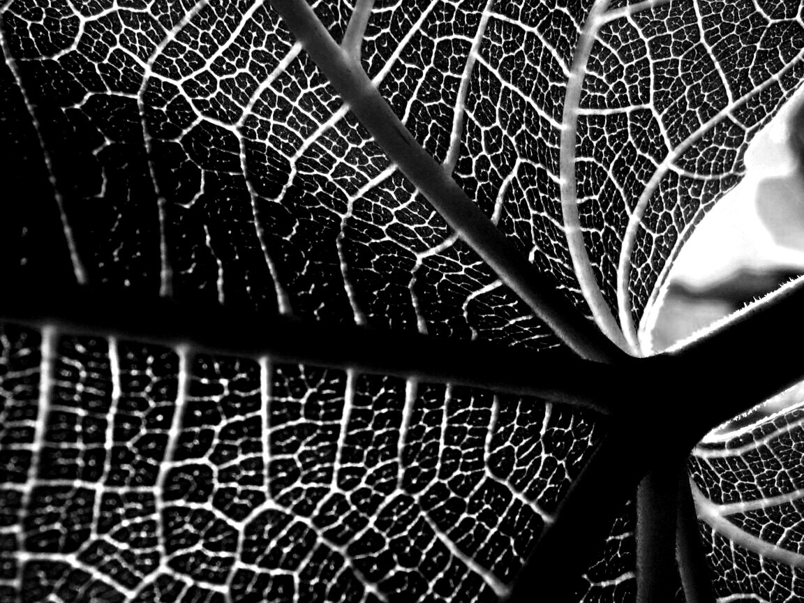 Внутренняя сторона листа обои