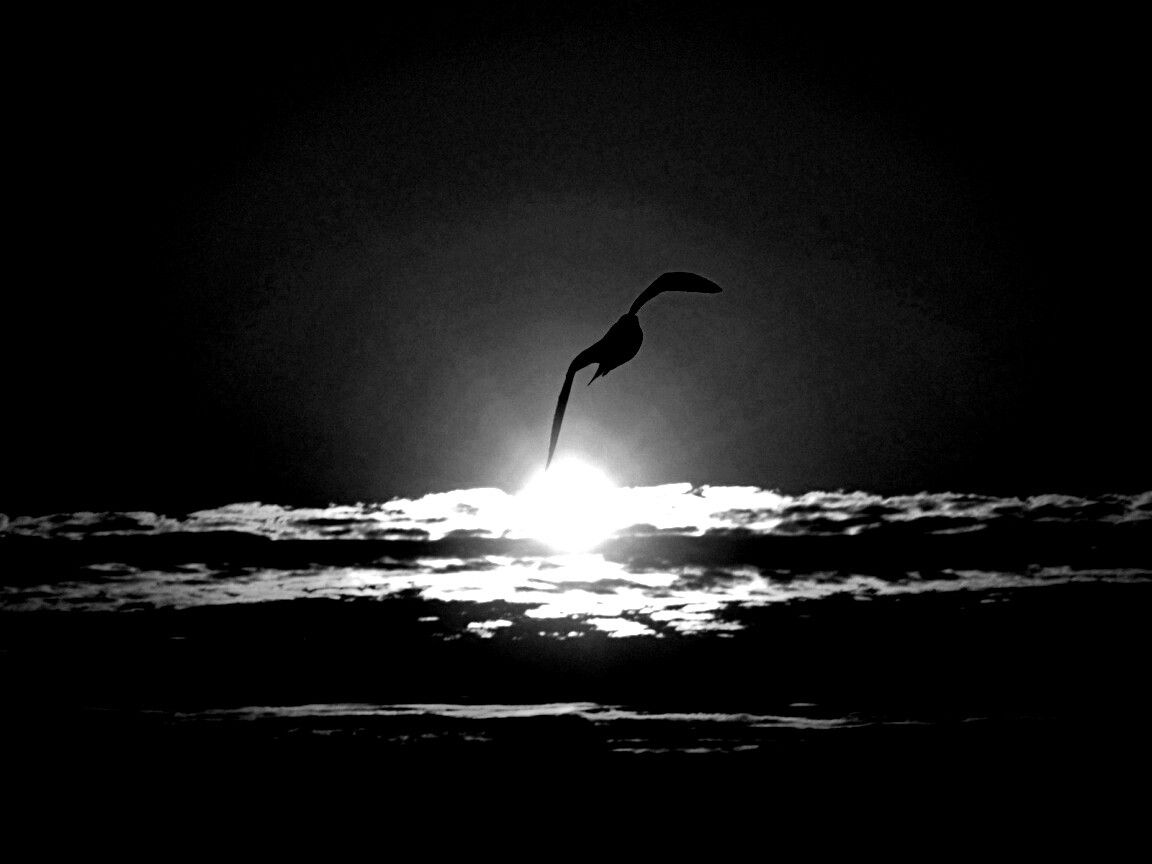 Морская чайка обои