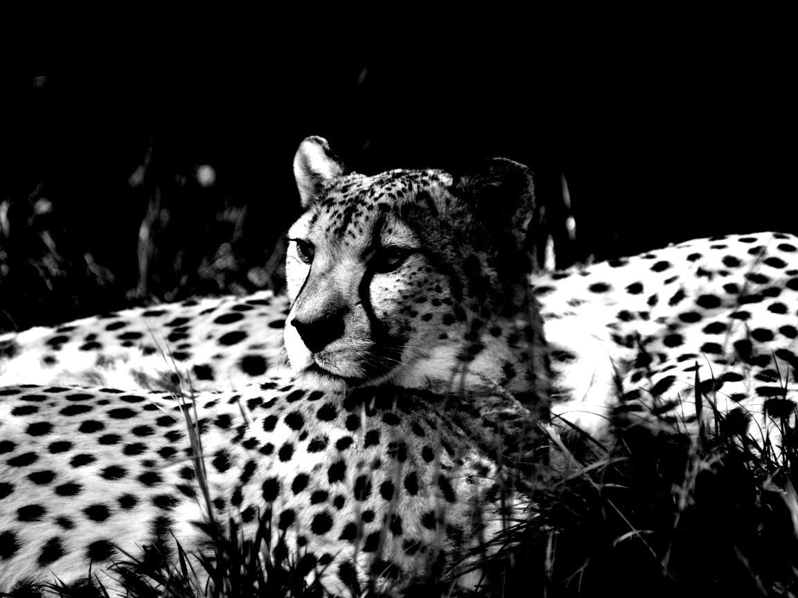 Два изящных гепард в природе обои