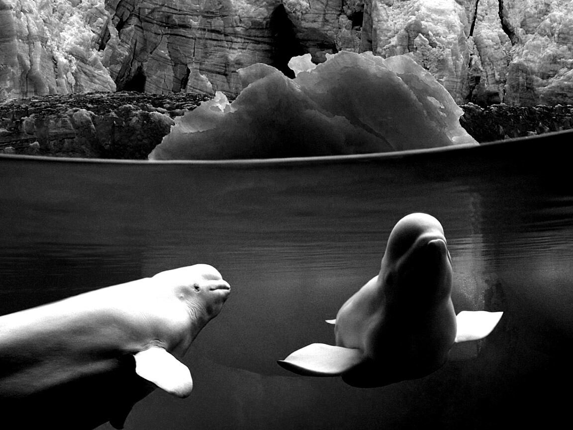 Белухи обои