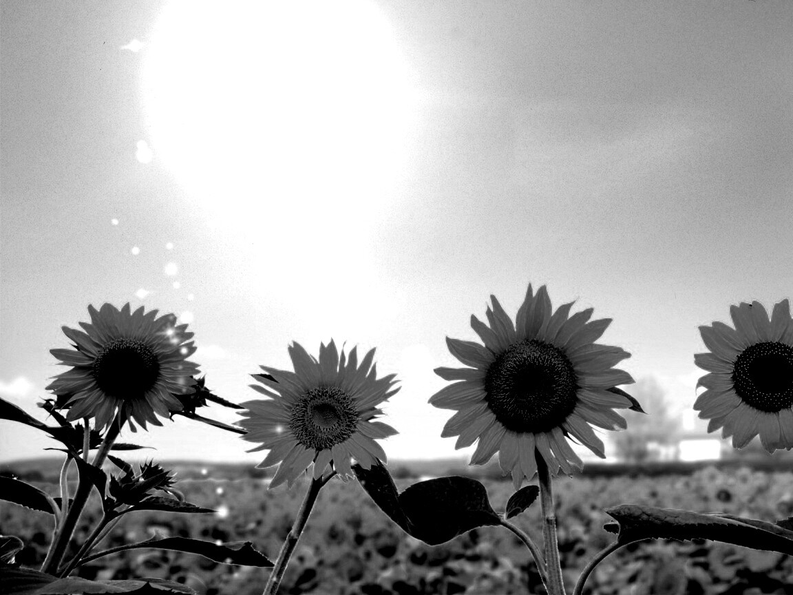 Подсолнухи не смотрят на солнце обои