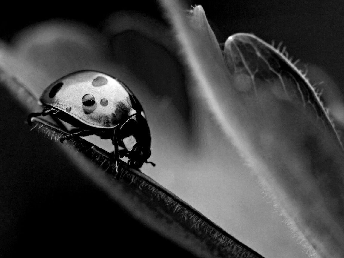 Божья коровка обои