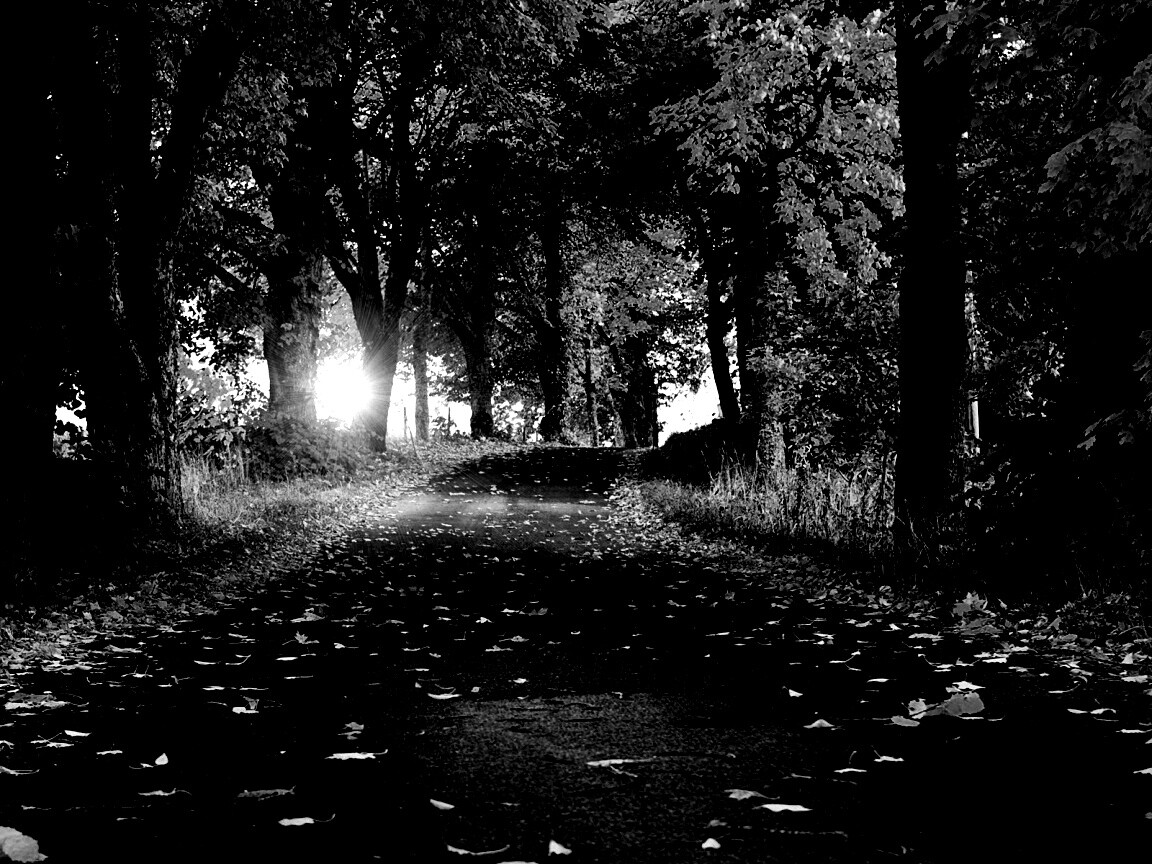 Дорога в осеннем парке обои