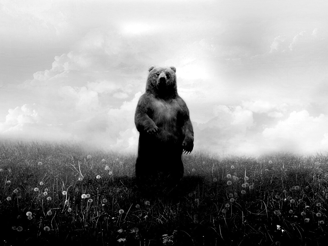 Медведь в одуванчиковом поле обои