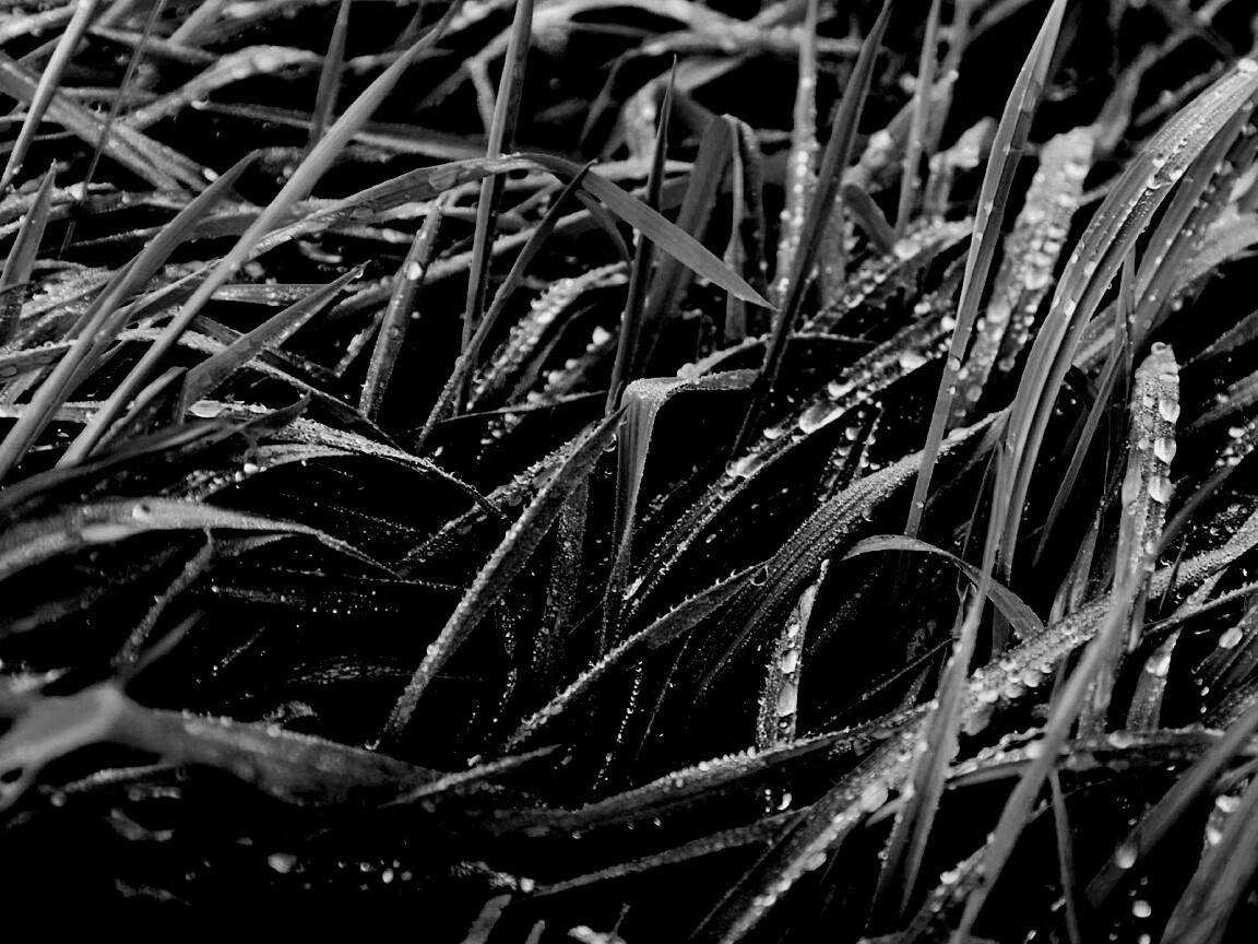 Роса на траве обои