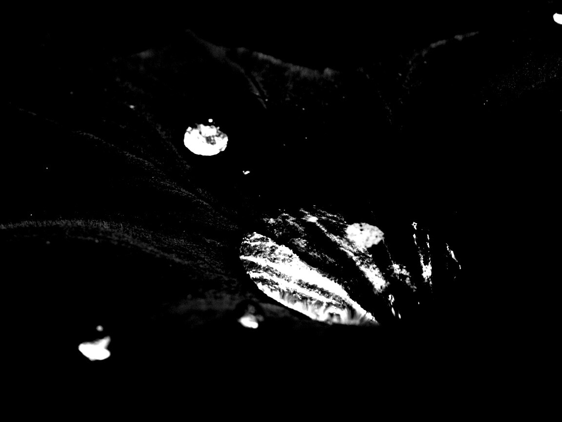 Капля в листе обои