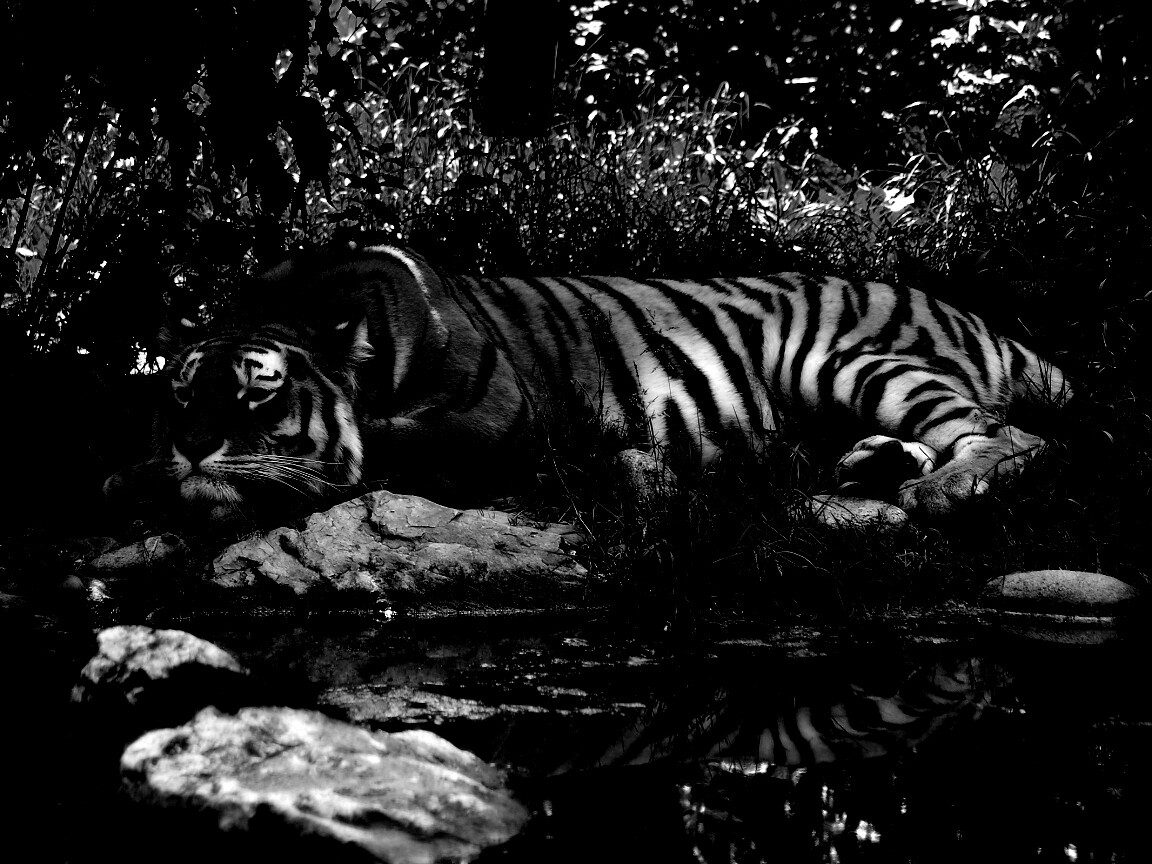 Тигр отдыхает обои