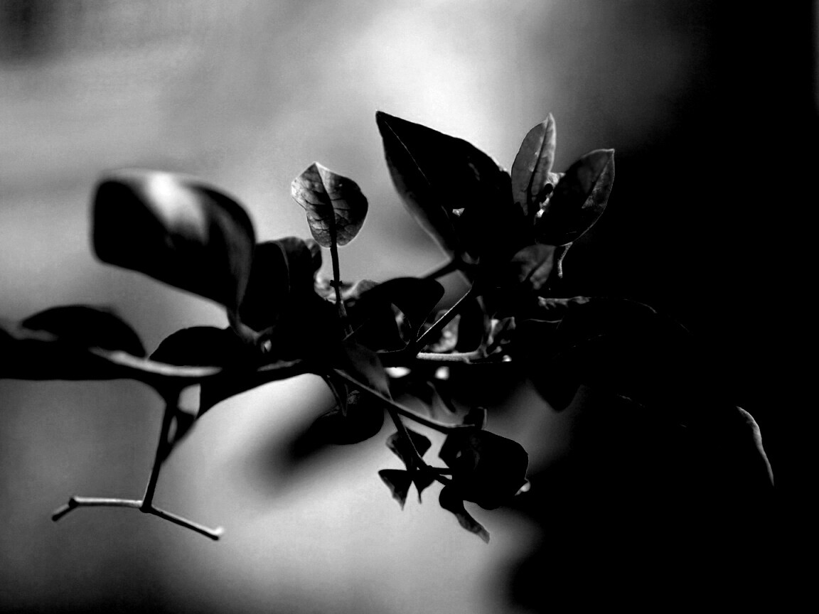 Разноцветные листья обои