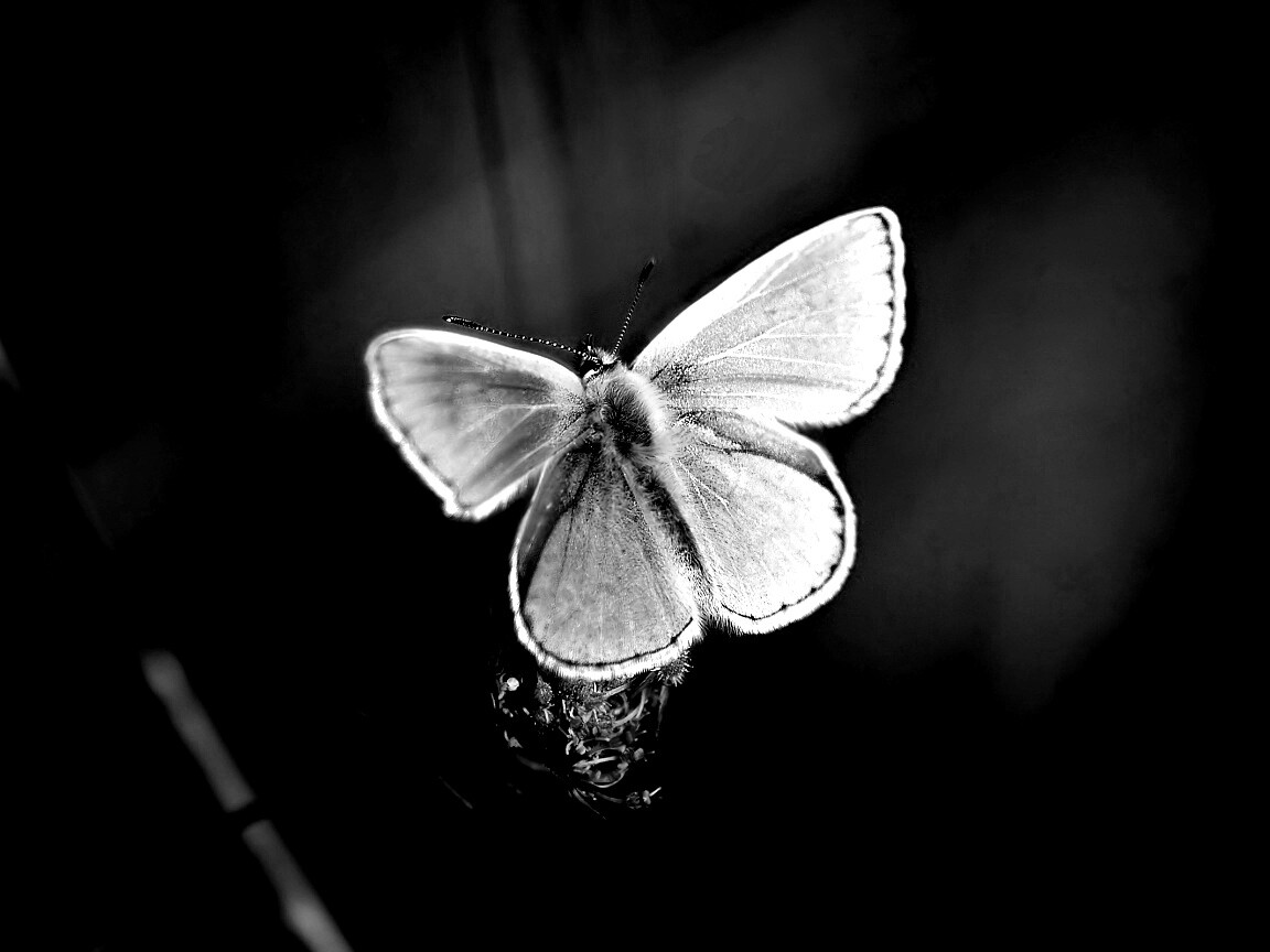 Бабочка с фиолетовыми крыльями обои