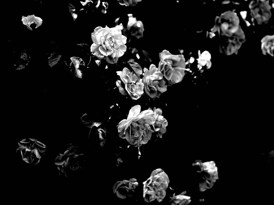 Розовый куст обои