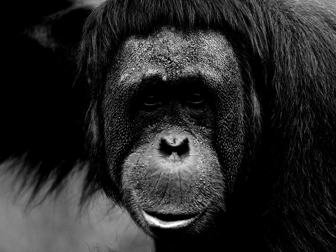 Орангутан обои