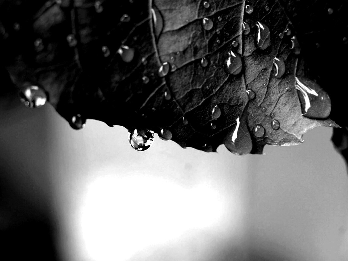 Роса на листе в макро обои