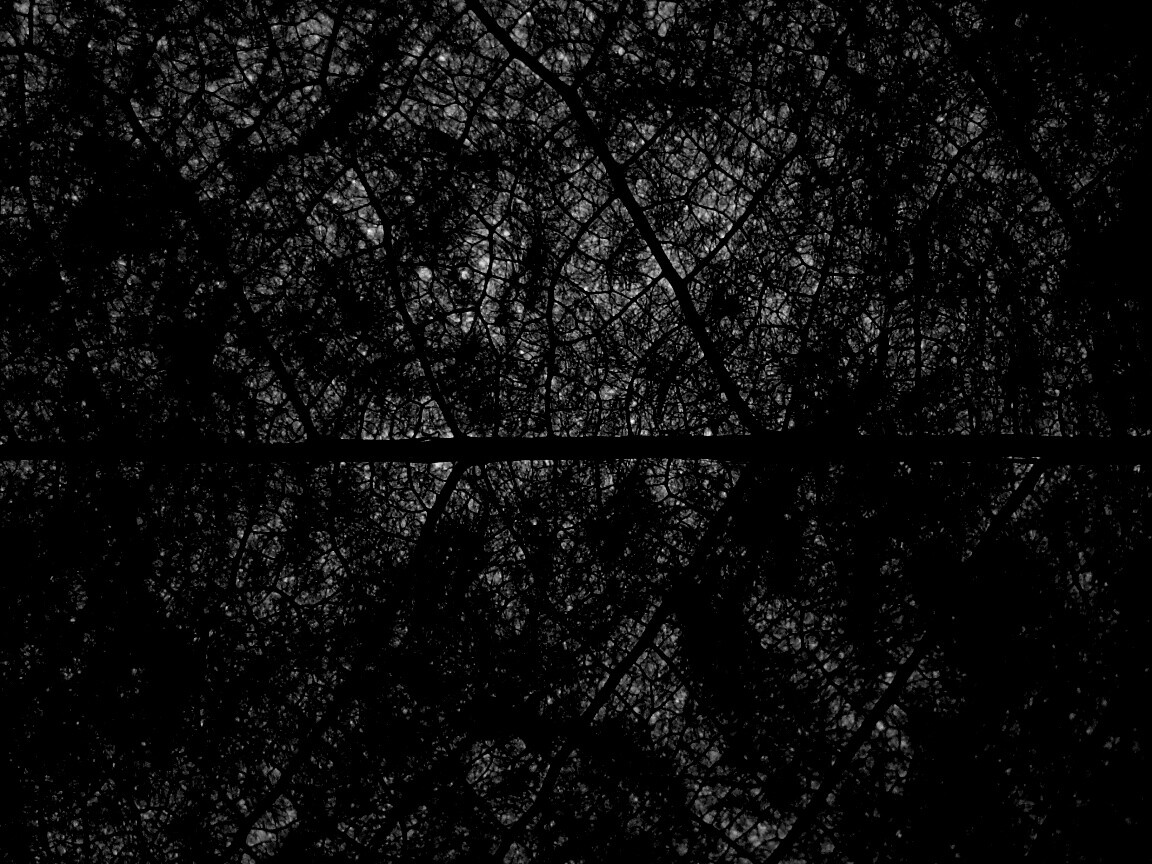 Свечение зеленого листа в макро обои