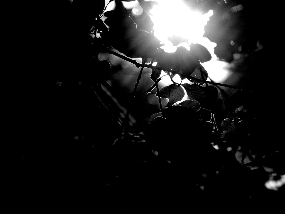 Солнце пробивается сквозь листву обои