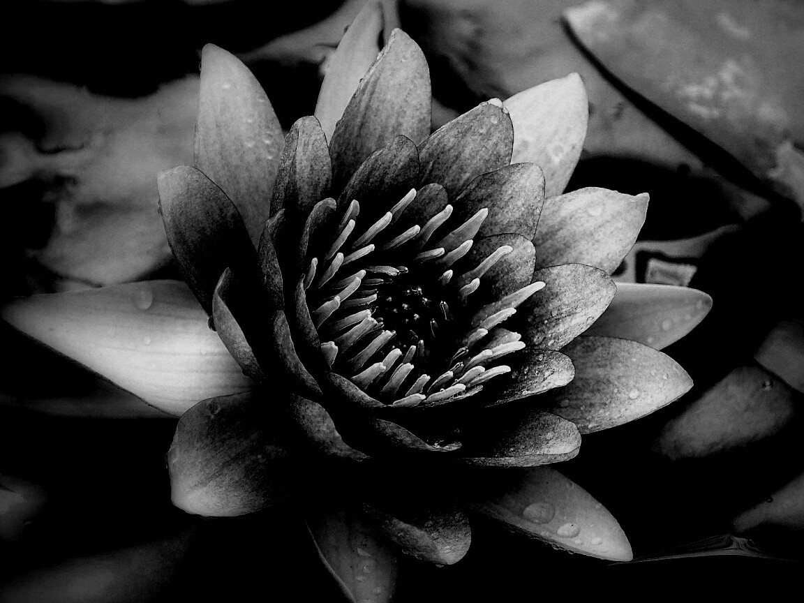 Кувшинка обои