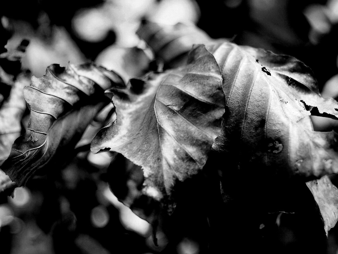 Засохший лист обои