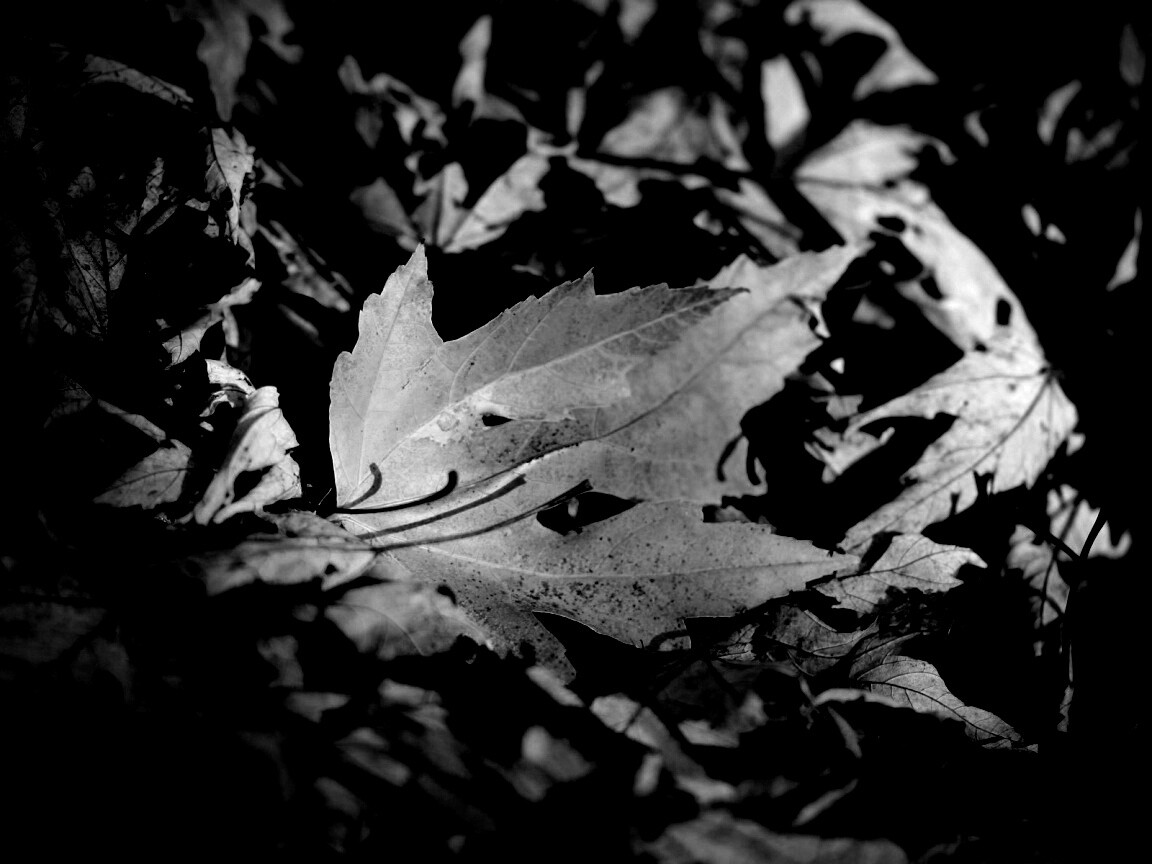 Мёртвая листва обои