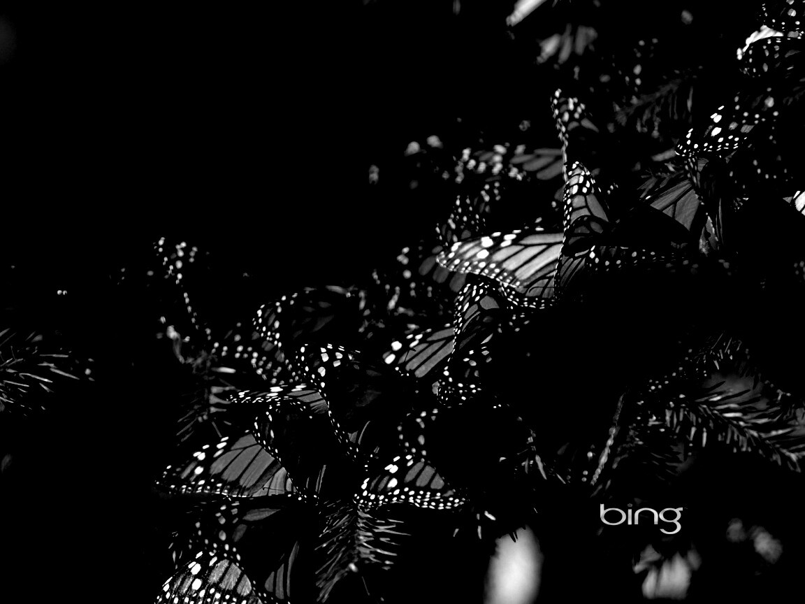 Бабочки облепили ёлку обои