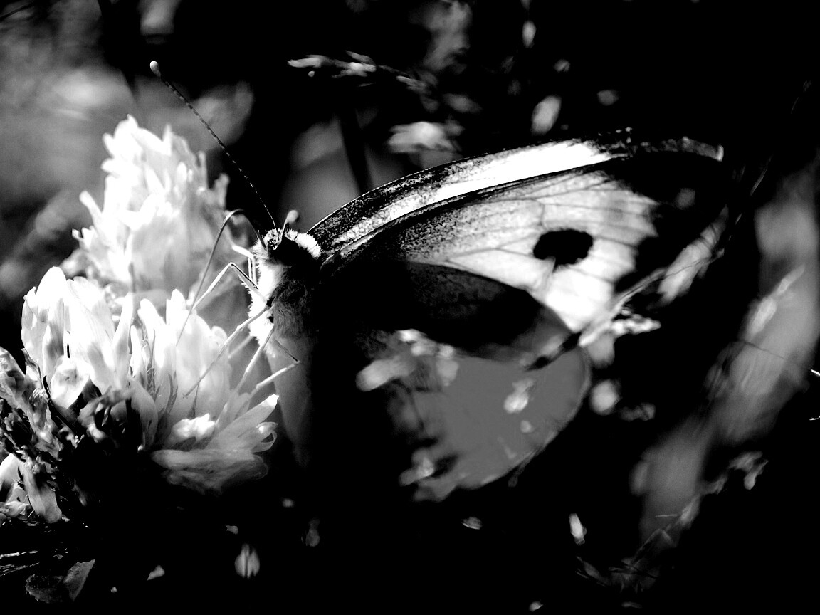 Бабочка на цветке обои