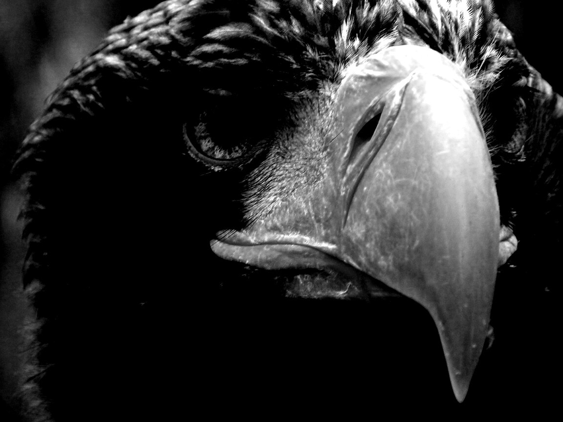 Орёл - птица гордая обои